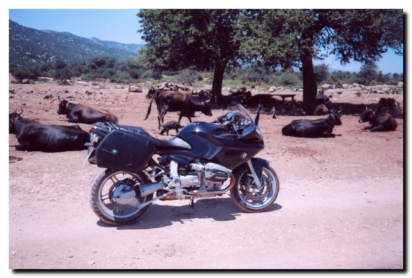 002 - Mucche a Baunei